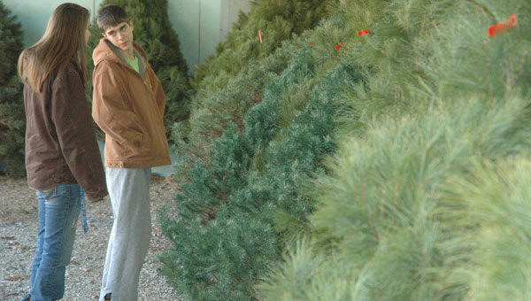 tree-farm-1
