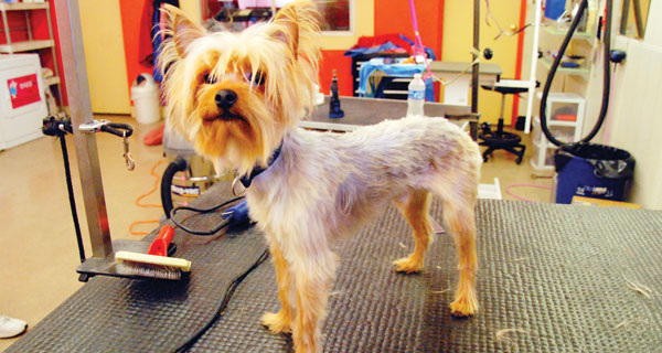 taz-missing-dog
