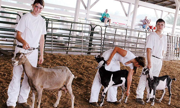 sr showmanship goats