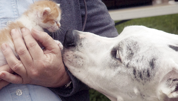 PET BLESSING 1