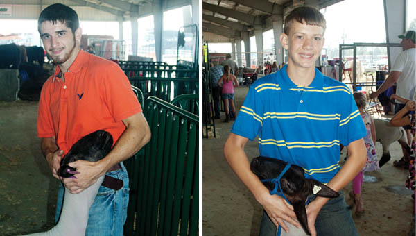 LAMB SHOWMAN