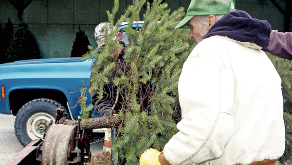 treefarm