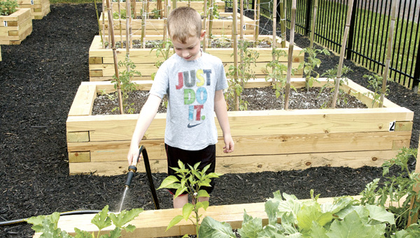 Thomas Stapleton waters the vegetable plot that he and his grandmother, Mary VanMeter, planted at the Community Garden.