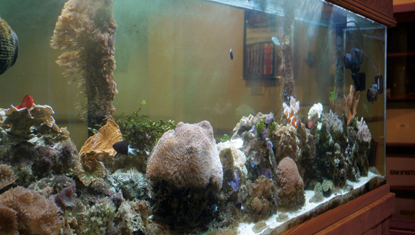 This saltwater fish tank on the second floor of the academic center at Ohio University Southern is a self-sustaining coral reef habitat. A project of biology professor Dr. Mike Millay, the tank contains various forms of sea life, some of which grew on its own several years after the habitat was created.