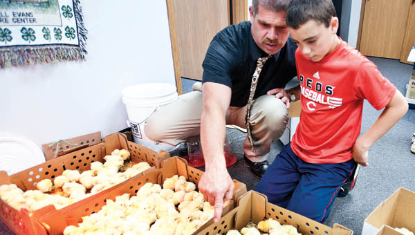 Mike Patterson shows his son, Eli, how to pick up chicks as they select 30 for members of their 4-H club Friday in the extension office at the Lawrence County Courthouse.