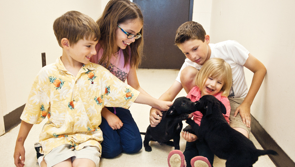 Siblings Ronan, Maia, Malcolm and Madeleine McCown bond with their new puppy when another puppy comes running out during a pet adoption event at the Lawrence County Animal Shelter on Saturday.