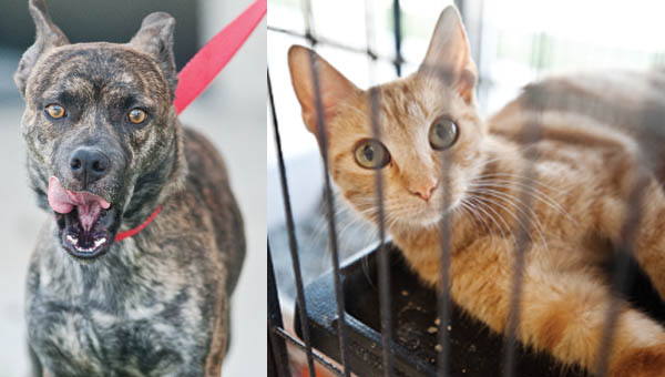 These and many other animals will be available at the Lawrence County Dog Shelter for an adoption event starting at noon Saturday.