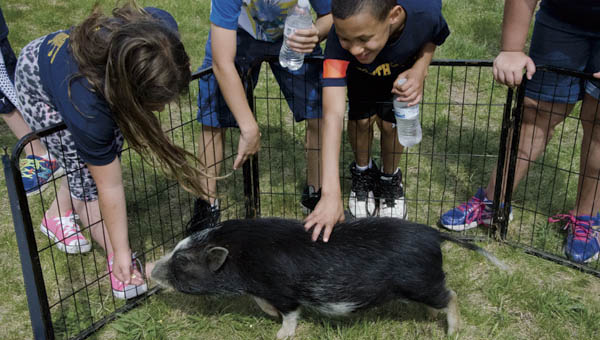Elementary students enjoy petting zoo animals at a community celebration of South Point schools’ performance on this year’s academic report cards.