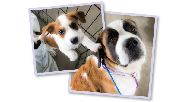 (LEFT) Puppies are up for adoption. (RIGHT) Two-year-old Shelby Belle attended the Bark for Life event at the Lawrence County Fairground.
