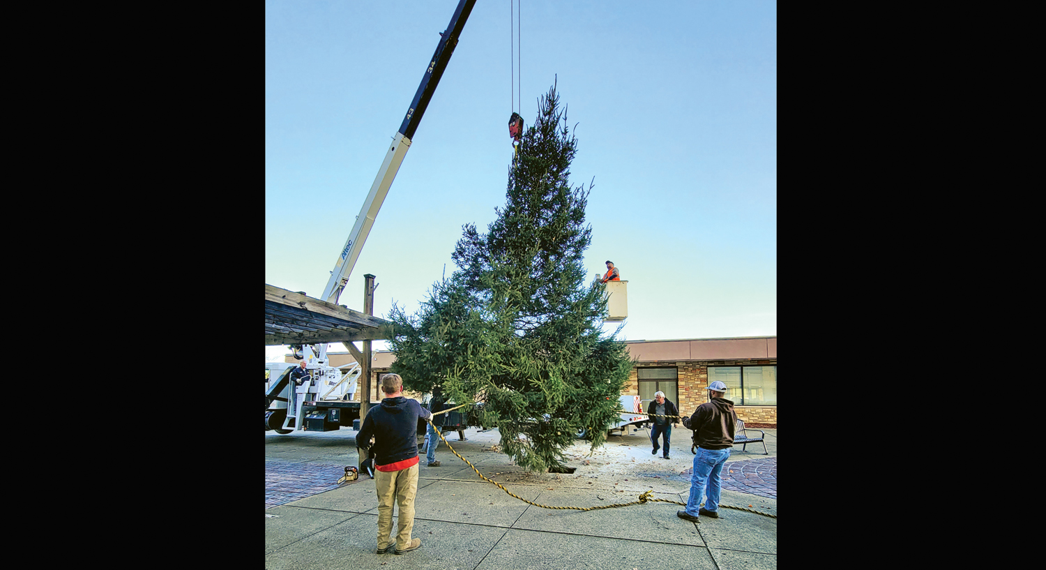 City Christmas tree goes up The Tribune The Tribune